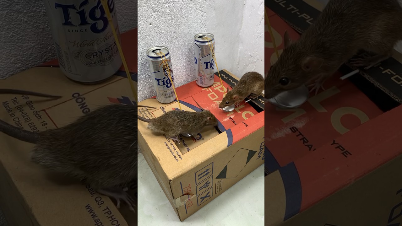 Great idea with a mouse trap made from a cardboard box // Mouse trap 2 