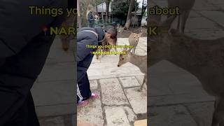 Things They Dont Tell You About Japan Nara Park japanvlog narapark  japan explorejapan