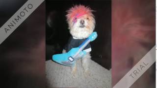 Meet Bow Wowie - David Bowie - Ziggy Stardust Tribute