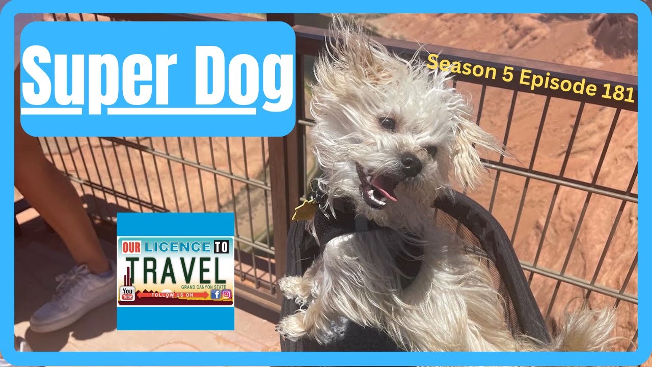 🐕‍🦺Season 5 Opener ️Super Dog flying dog Grizz Service Dog American Airlines TSA