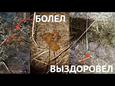 ВЫЛЕЧИЛ КРОВАВЫЙ ПОНОС У ТЕЛЕНКА #поносутеленка #ветеринарнаяпомощь