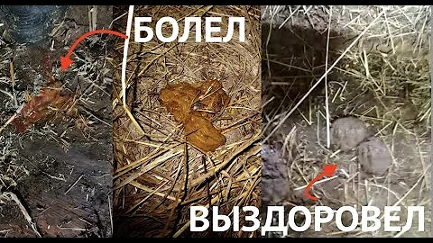 ВЫЛЕЧИЛ КРОВАВЫЙ ПОНОС У ТЕЛЕНКА #поносутеленка #ветеринарнаяпомощь