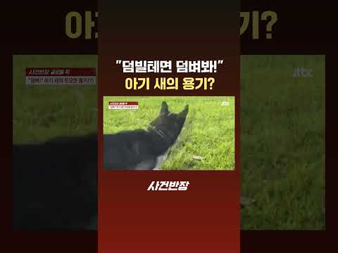 &amp;quot;덤빌테면 덤벼봐!&amp;quot; 아기 새의 용기? #Shorts #JTBC