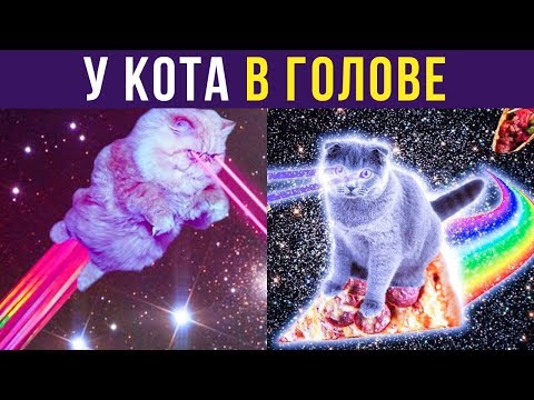 Приколы с котами. Что происходит у кота в голове | Мемозг #209