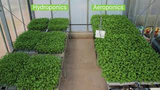 Aeroponics vs Hydroponics at Harper Adams & LettUs Grow Greenhouse Trials