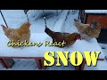 Cute and Funny Chickens in the Snow!