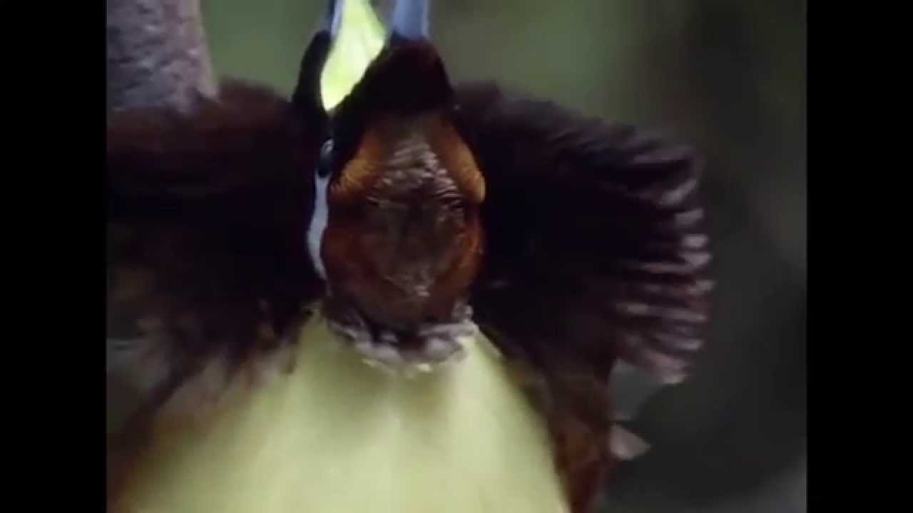 Birds of Paradise Mating Dance YouTube