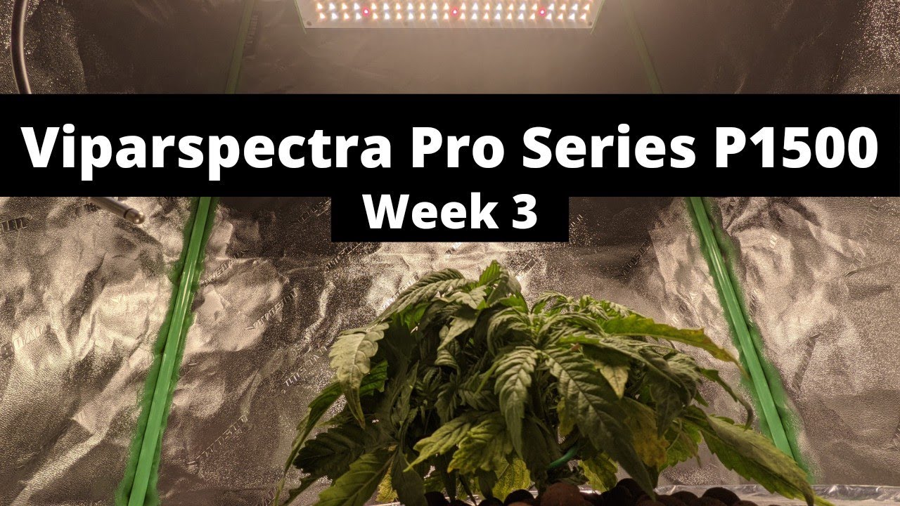 Viparspectra Pro Series P1500 | Week 3 | Blue Diesel Autoflower