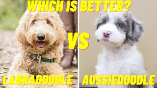 Labradoodle VS Aussiedoodle - Which Breed is Better