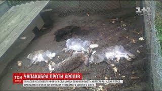 Повернення чупакабри: на Львівщині невідомий звір пошматував майже півсотні кролів