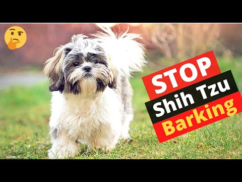How to Train a Shih Tzu to Not Bark? How to Stop Shih Tzu Barking Behavior?