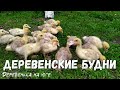 ДЕРЕВЕНСКИЕ БУДНИ. КУПИЛИ ИНДЮКОВ. ГОТОВИМСЯ К ПАСХЕ...