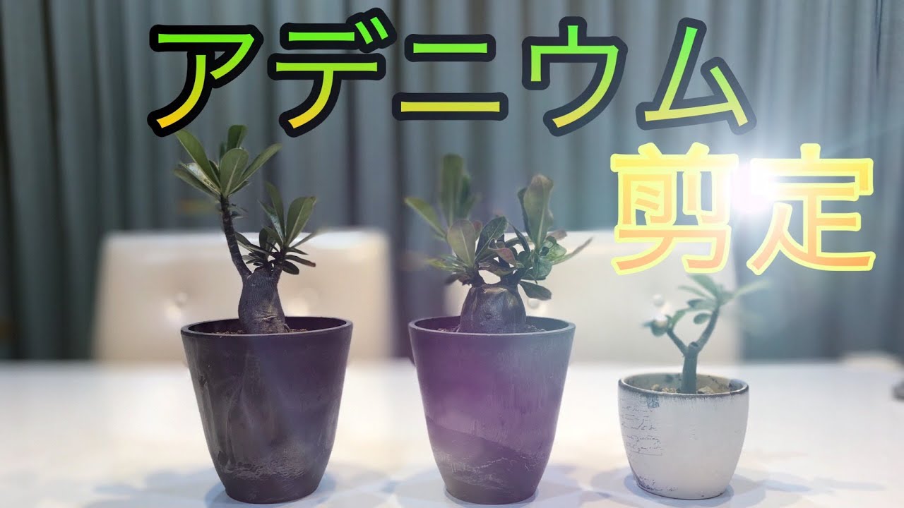 塊根植物 アデニウムを剪定しでっぷりした幹にしよう Youtube