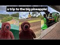 mini djungelskog goes on a trip to the big pineapple!