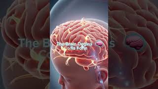 🧠 How Does a Baby's Brain Develop Inside the Womb? | Realistic 3D Anatomy
