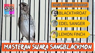 Sangblackmon | Pewaris Gen Blackthroat Sanger Dan Lemon Finch | Cocok Untuk Masteran Kenari