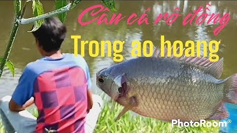 câu cá rô đồng ở ao hoang lâu năm...làm món cá rô chiên xù.