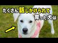 たくさん話しかけられて育った犬だけが見せる行動・仕草を獣医師が解説します【2025年最新】
