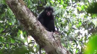 Newly discovered monkey has orange lips and sounds like a 🐷