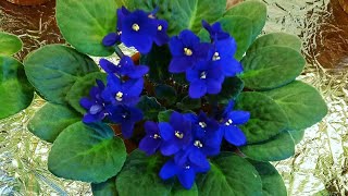 Menekşelerde Son Durum Menekşe Yapraklari Bebek Vermeye Başladi.