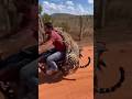 Onca virou casaco #animals #onça #fypシ゚viral