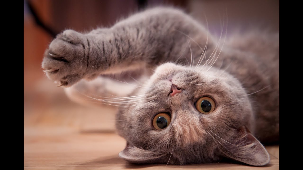 😻 Funny Cats 😹 and Kittens Meowing Compilation 2020 😻 - YouTube