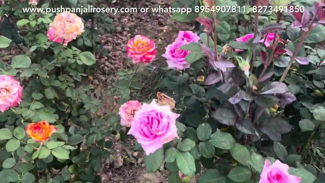 🌹Motherplants Section | New Varieties | Dutch varieties | HT varieties | Miniature |