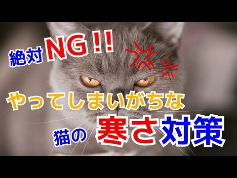 猫の凍傷とは？症状・応急処置から予防法まで徹底解説