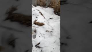 Mink Release