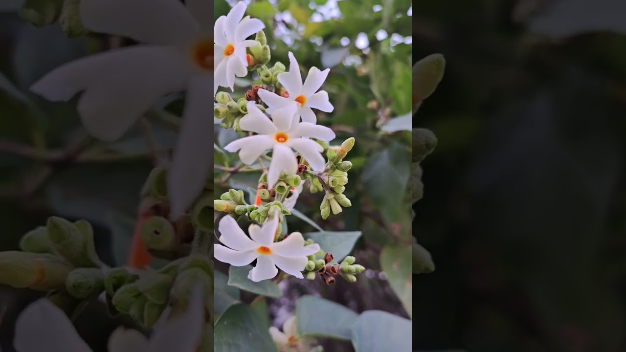 Beautiful Flowers... Indian Traditional Garden Flowers