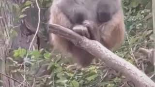 Monyet ketawa kok bisa ya😂😂😂