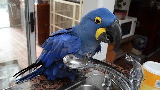 Funny Parrots Doing Funny Stuff #2 by Just Aww 25,200 views 10 months ago 4 minutes, 45 seconds