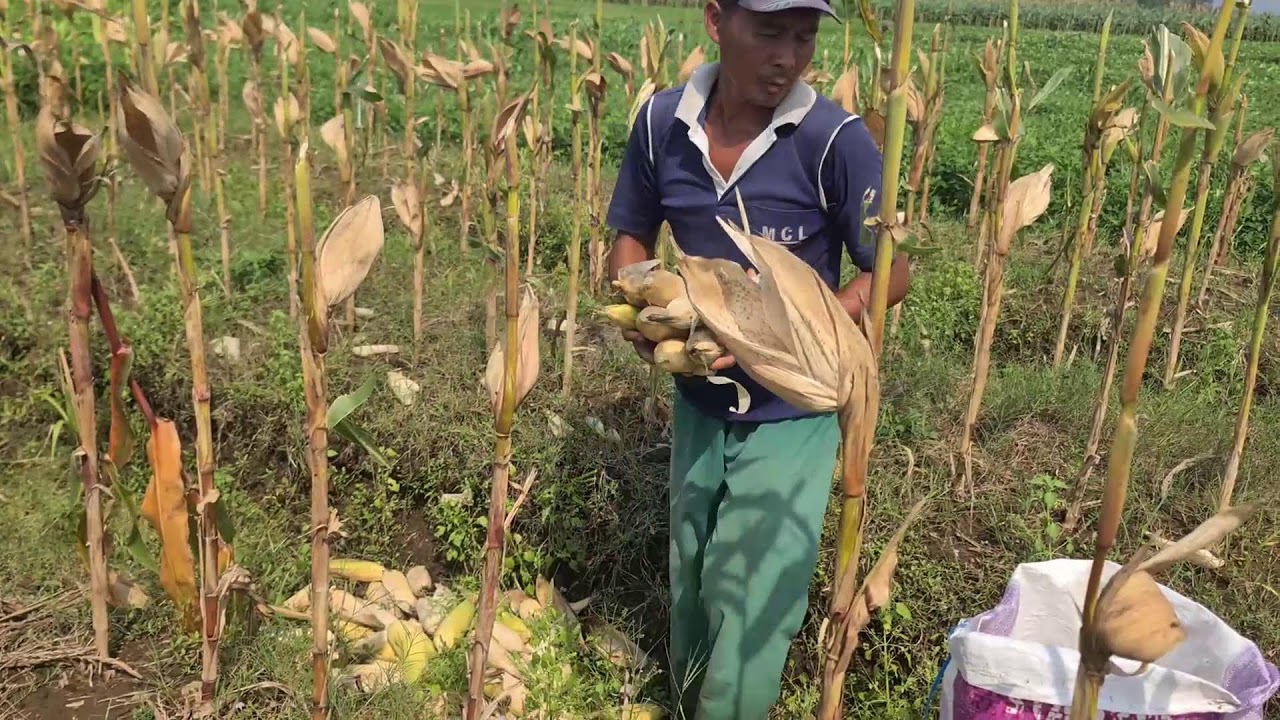 The Process of Collecting Harvested Corn into Special Sacks — Agriculture Farming