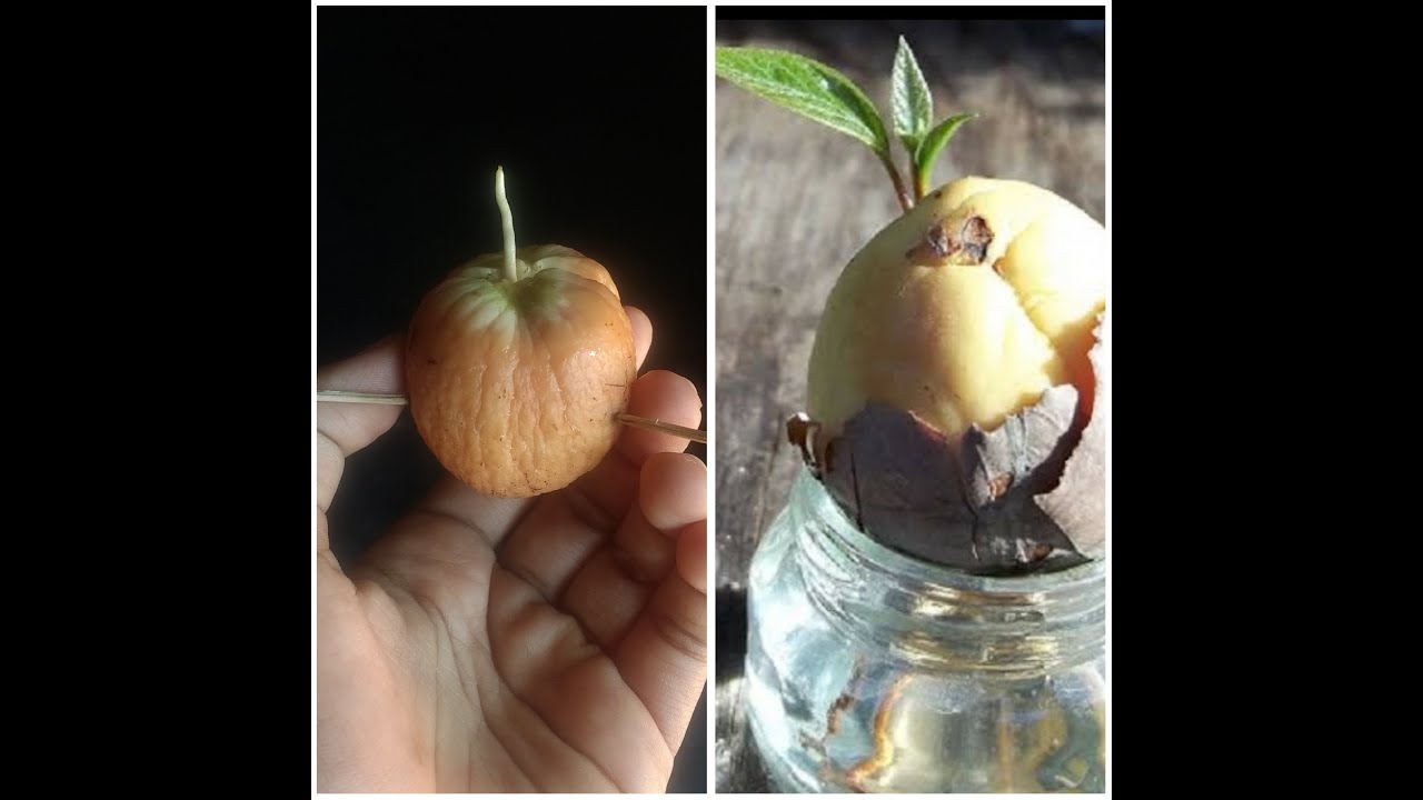 Grow Avocado/Butter Seeds At Home..Easiest Method of sprouting Avocado Seeds Faster#Aisaz'Stay