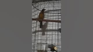 Kutilang Emas Ngebren Panjang