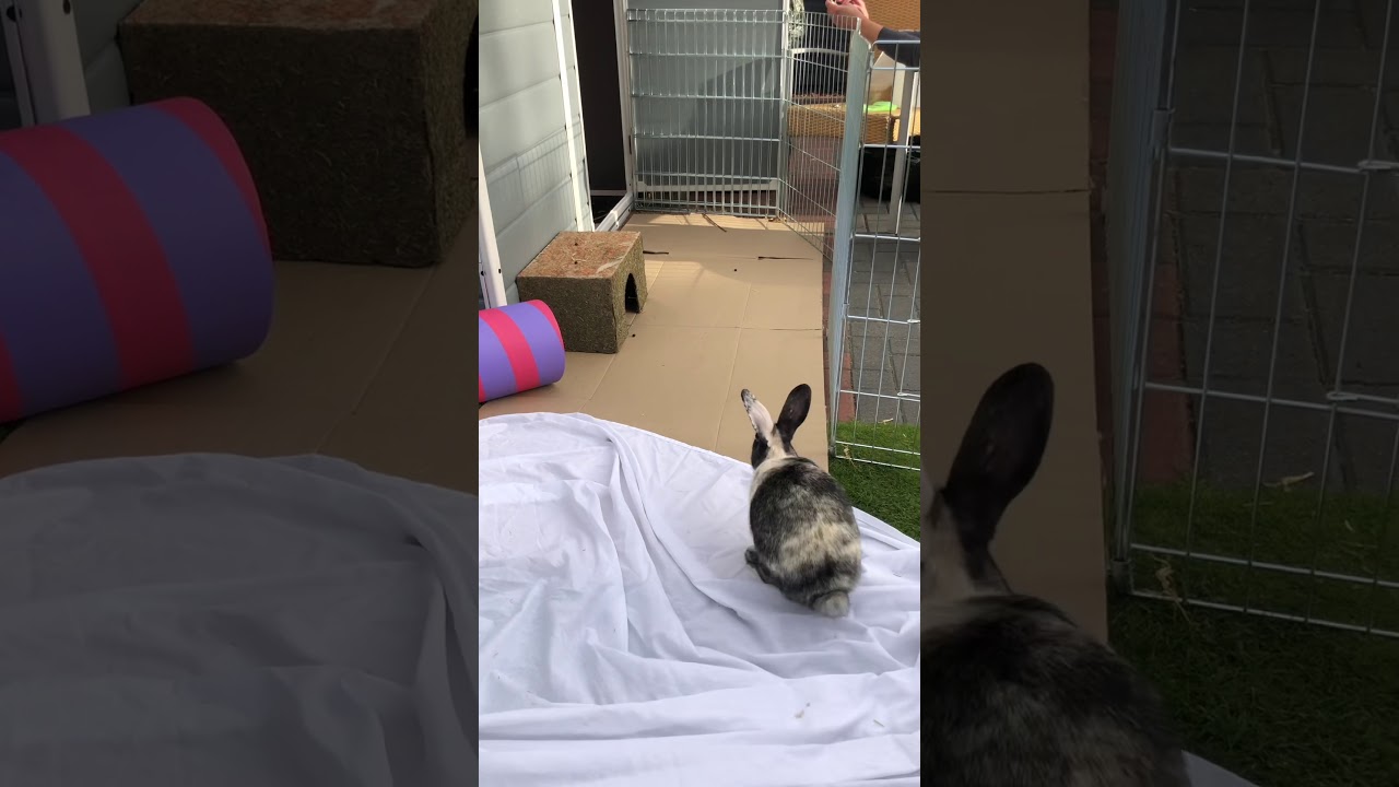 Leaping out for spring! Jumping rabbit!