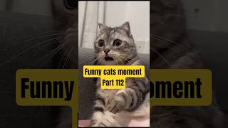 funny cats moment part 112 #marsytchannel #youtubeshorts #shorts #trending #funny #cat #cats #cute