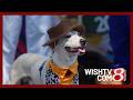 'Pet Pals TV': Heat can be deadly for dogs. Here's what you need to know