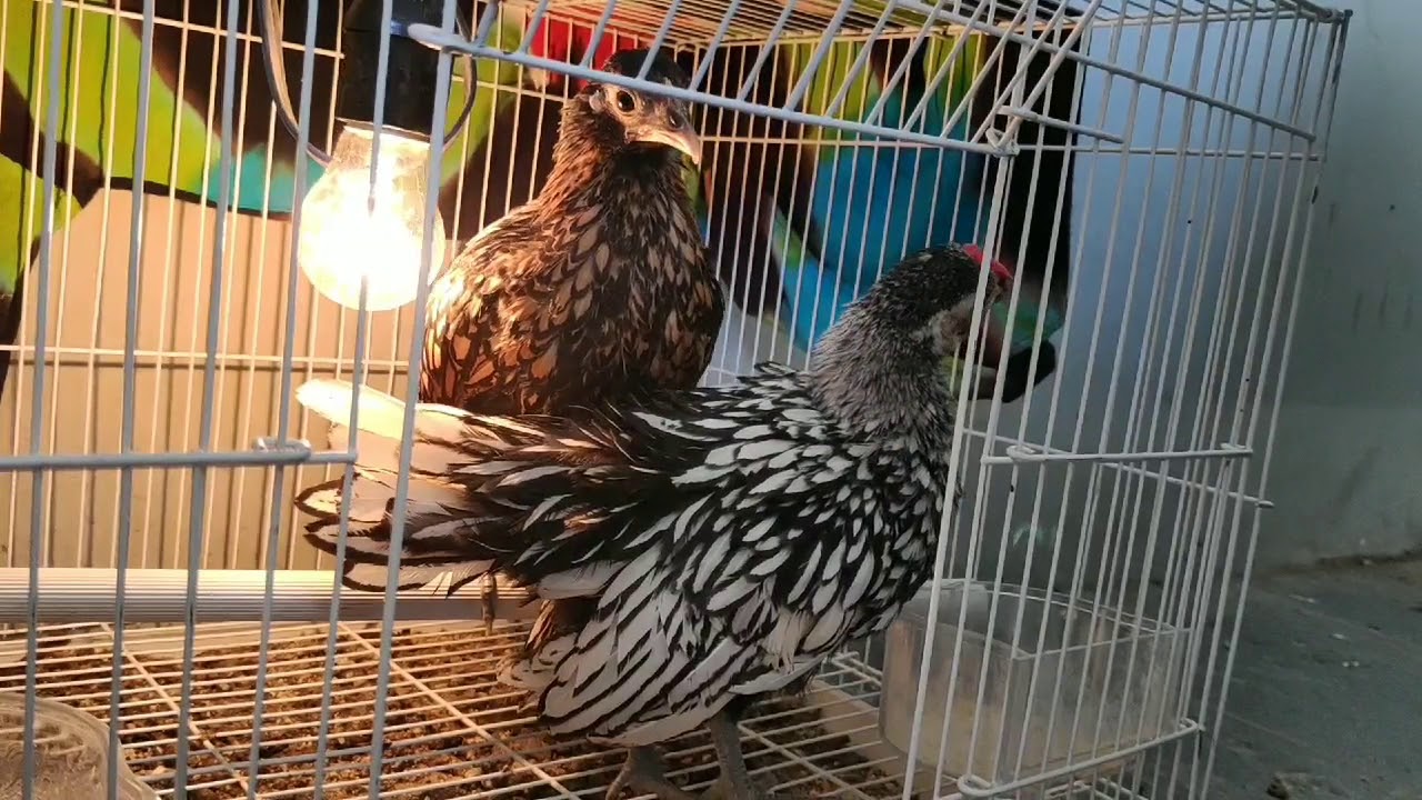 Ayam Hias Cantik || ayam Kate dan ayam Batik 