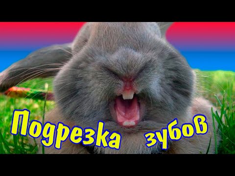 Что делать если у кролика растут зубы резцы (Подстричь зубы кролика)