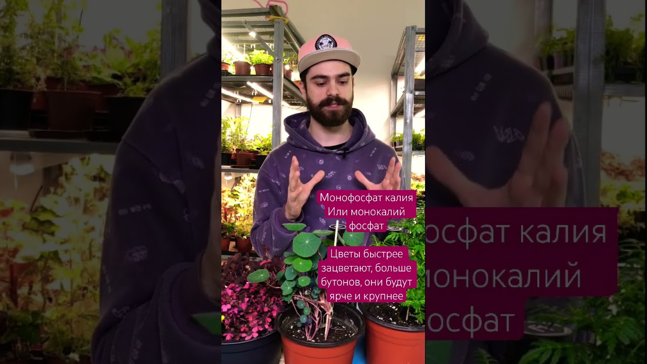 Монофосфат калия для цветов. #даогрин #монофосфат #питаниерастений #питаниецветов #едадлярастений