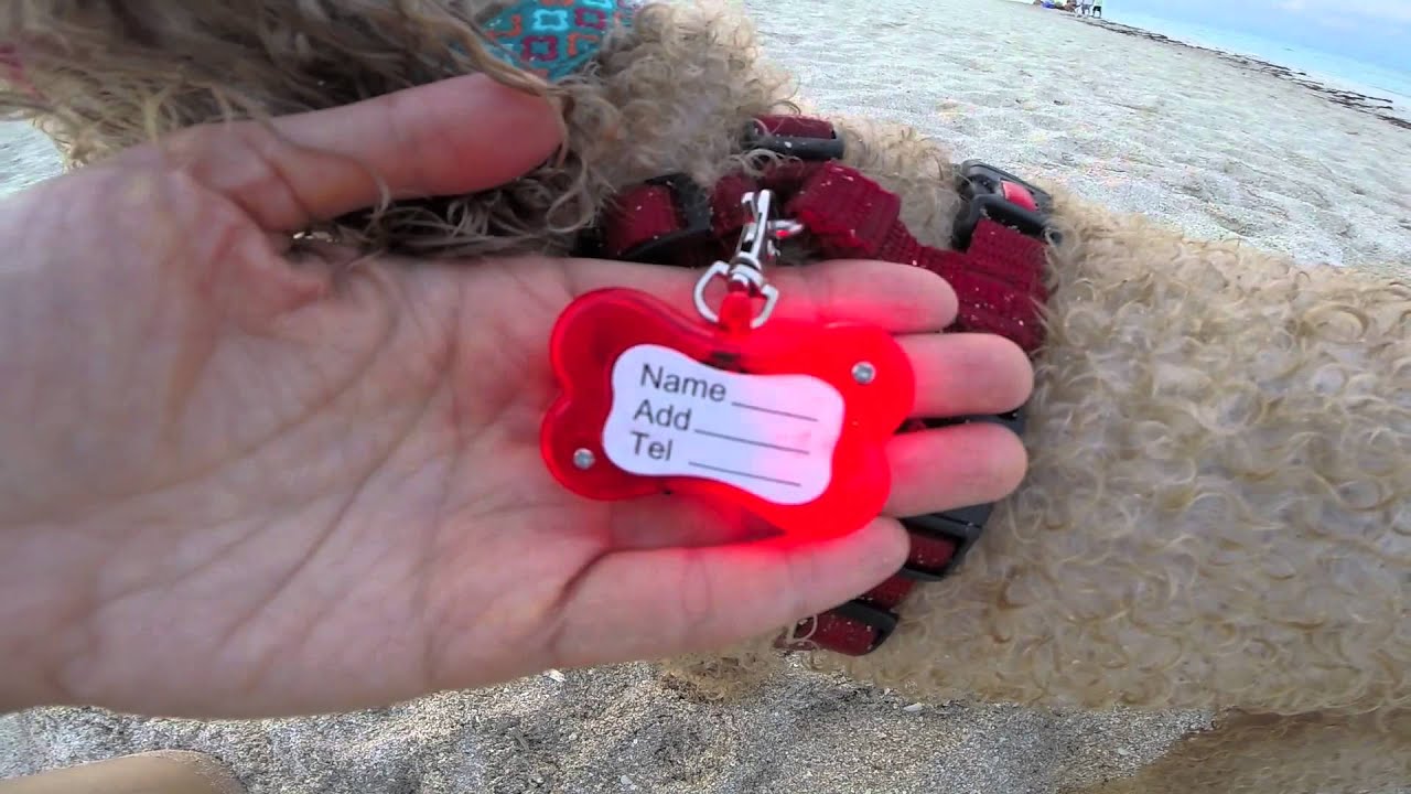 camera iphone 8 plus apk Ultra Bright LED Collars, Leashes and More!