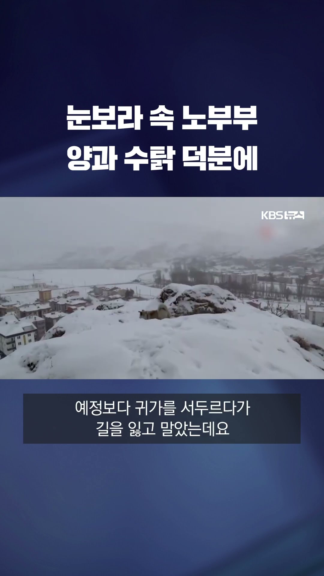 눈보라 속 노부부 곁 지킨 양과 수탉…극적 구조 #shorts / KBS