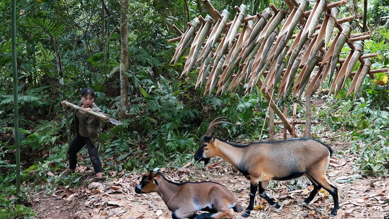 Discovered traces of wild goats, immediately set traps to catch them ...