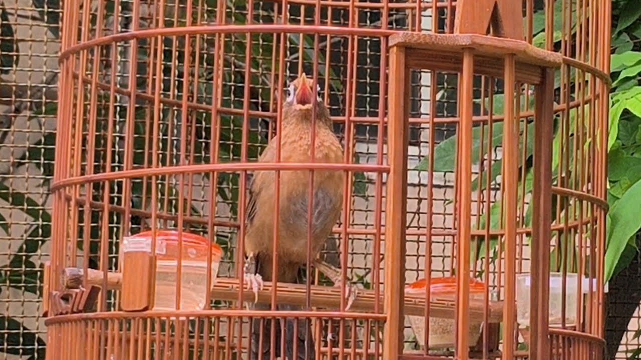 Luyện giọng Hoạ mi. Chim đang thay lông