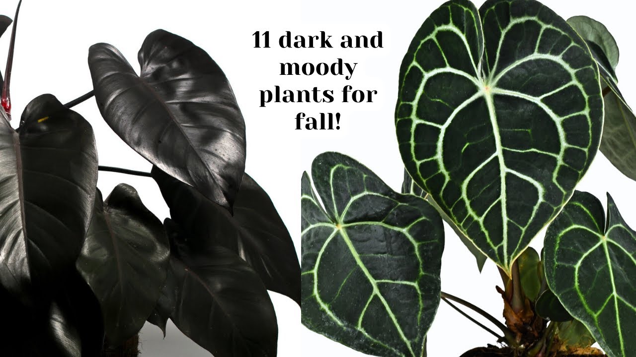 Темные и мрачные комнатные растения для осени 🖤