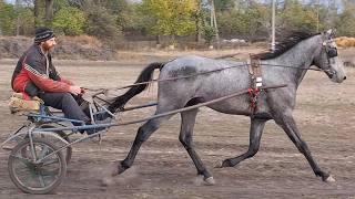 Trotter training is both sport and creativity! Part 3