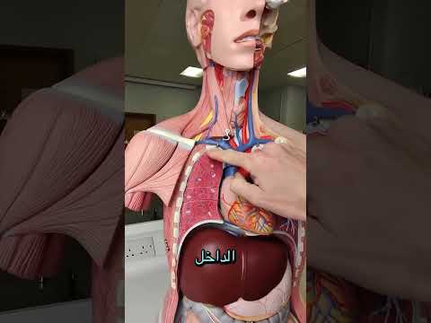 دور الغشاء البللوري في عملية التنفس د عبدالحكيم حمدان   
