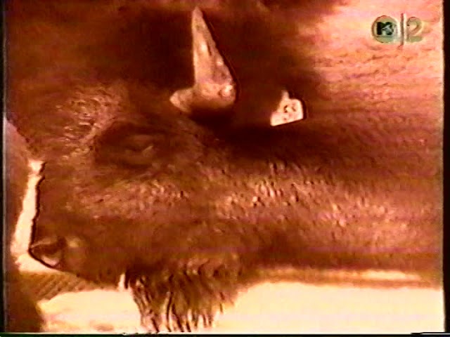 Watch Nudeswirl - Buffalo on YouTube Watch Nudeswirl - Buffalo on YouTube