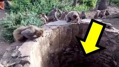 Majmuni spasili LEOPARDA koji je upao u bunar, dubok 25 metara u Indiji...